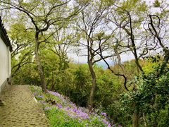 -上海佘山国家森林公园天马山园