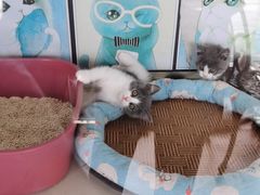 -糯米喵星人总部直营旗舰店·猫舍·幼猫出售