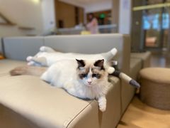 -猫腻·猫咖·撸猫馆(星光大道店)