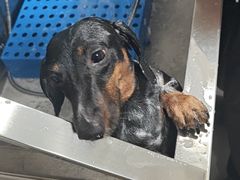 -凯瑞希宠物医院·狂犬免疫·微创·皮肤科