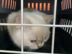 -纳吉亚猫专科动物医院博雅分院