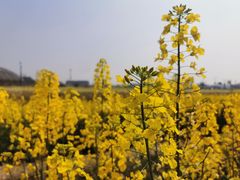 -中国天府农业博览园