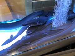 -味家烤肉烤鳗鱼牛排(西塔旗舰店)