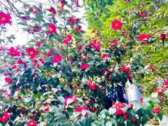 -上海佘山国家森林公园西佘山园