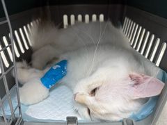 -纳吉亚猫专科动物诊疗中心(蒋宅口分院)