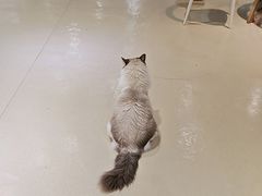 -藏猫猫咖啡主题馆(中央大道店)