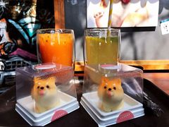 柴犬蛋糕-柴犬高等学院·狗咖·柴犬售卖·宠物训练