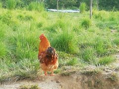 -食德喜·阳山鸡王食研基地
