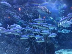 -暹罗海洋世界