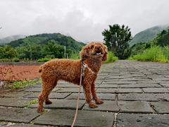 -遥桥古堡