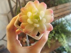 -Vanillacafe香草咖啡(银海大世界店)