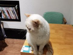 -猫色咖啡·猫咖