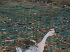 -清远鱼水旅游风景度假区