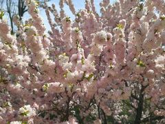 -莱阳濯村樱花园
