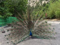 -西霞口神雕山野生动物世界