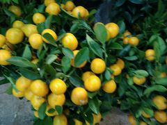 -双季花艺园艺市场(浦东店)