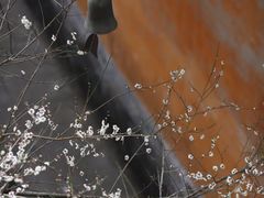 -峨眉山报国寺