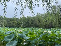 -洛阳市隋唐城遗址植物园