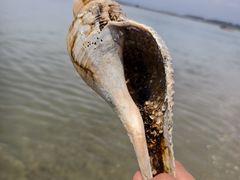 -万尾金滩