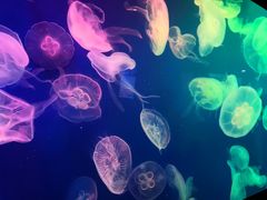 -成都浩海立方海洋公园