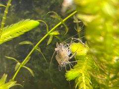 -上海大自然野生昆虫馆