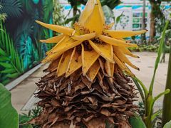 -国家植物园南园