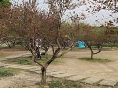 -秀丽东方