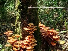 -汤旺河林海奇石景区