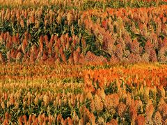 -三圣花乡旅游区