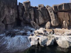 -上海野生动物园