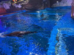 -海合安青岛极地海洋公园