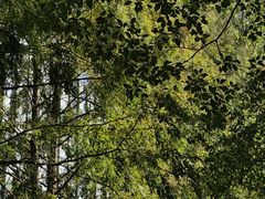 -怡廊(上海漕河泾万丽酒店)