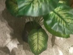 -雅玛花式铁板烧(国宏宾馆店)