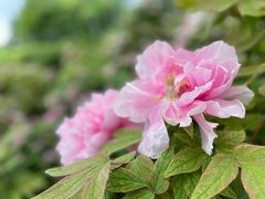 -洛阳市隋唐城遗址植物园