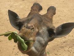 -西霞口神雕山野生动物世界