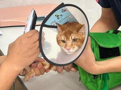 -乐琪宠物医院·犬猫专科·骨外科·急重症