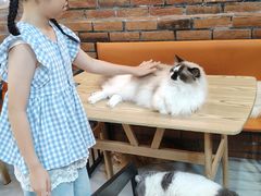 -豆逗聊愈猫阁Easy Life