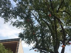 -田园东方蜜桃村的田野营地