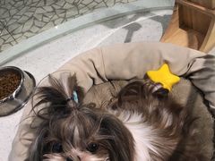 -momokira米努特·德文卷毛猫·棉花面纱犬