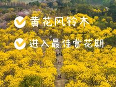 -松山湖南湖湾露营营地