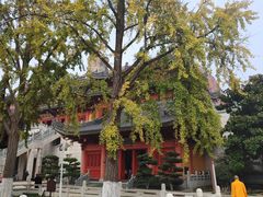 -上海东林寺(金山区)