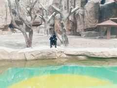 -深圳野生动物园