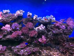 -御唐府海珊瑚主题餐厅