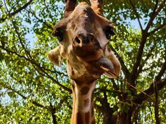 -广州长隆野生动物世界
