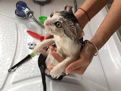 -十年猫舍·猫咪专门店(普陀店)