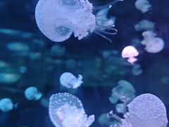 -广州海洋馆