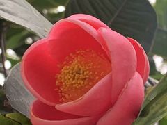 -金花茶公园