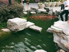 -合肥滨湖国家森林公园