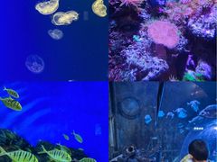 -成都浩海立方海洋公园