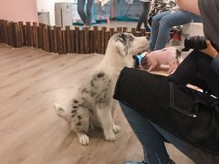 -浣熊柯尔鸭土拨鼠·电玩咖